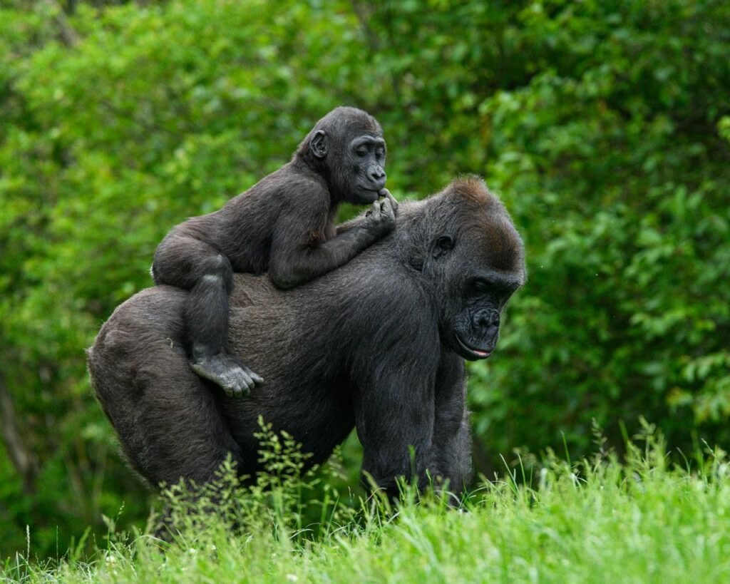 Gorilla gorilla gorilla