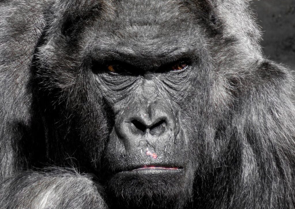 protection of gorillas
