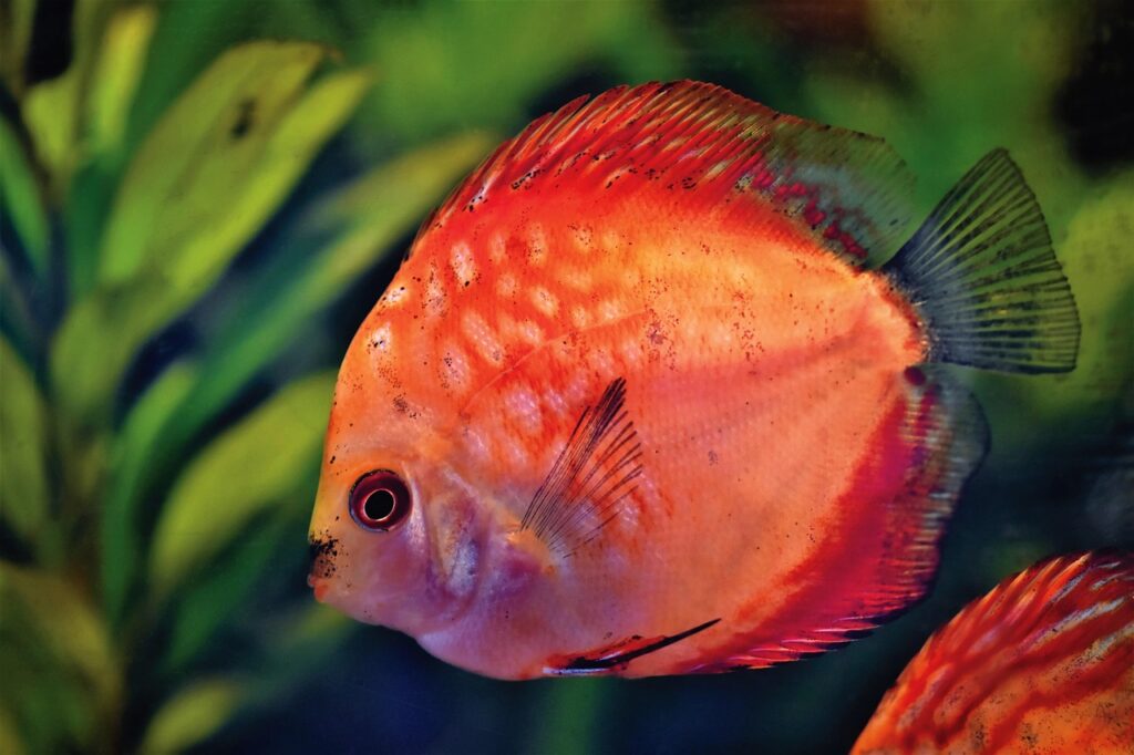 facts about fish