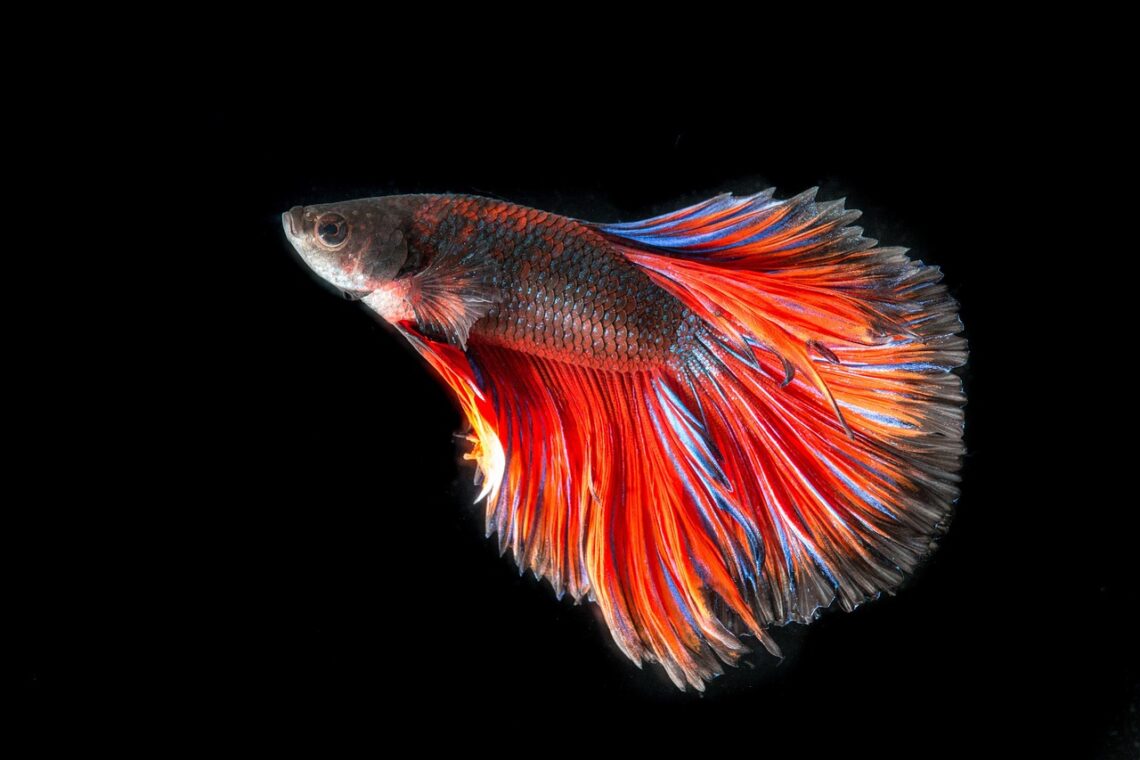 Fighting fish