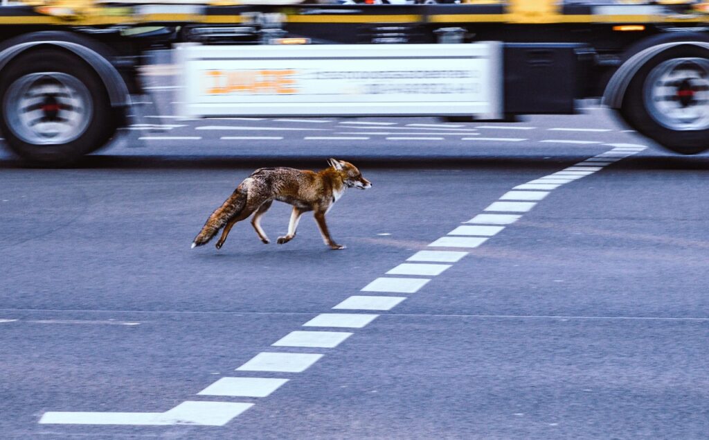 urban fox