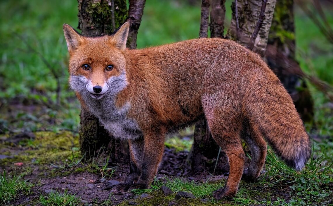 fox