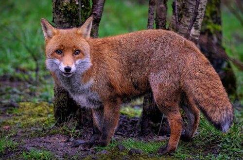 fox
