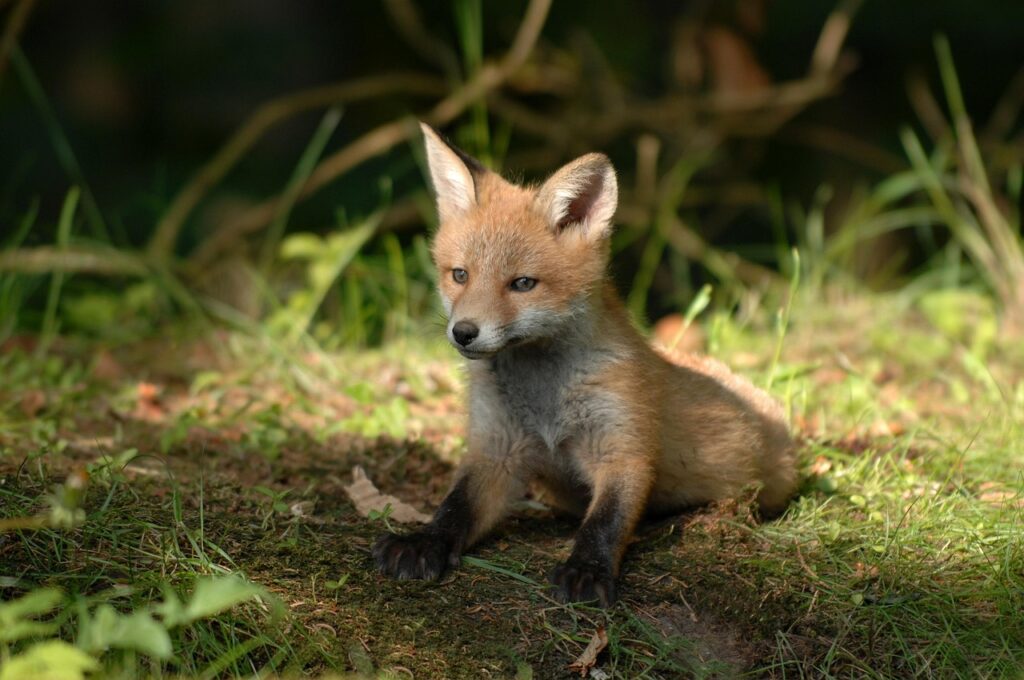 Fox Pups
