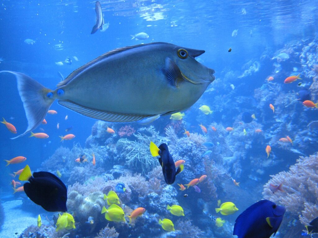 Nose doctor fish