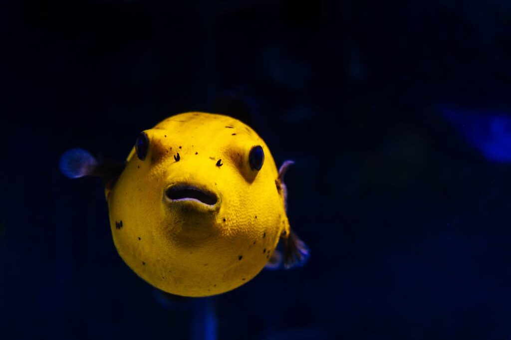 puffer fish