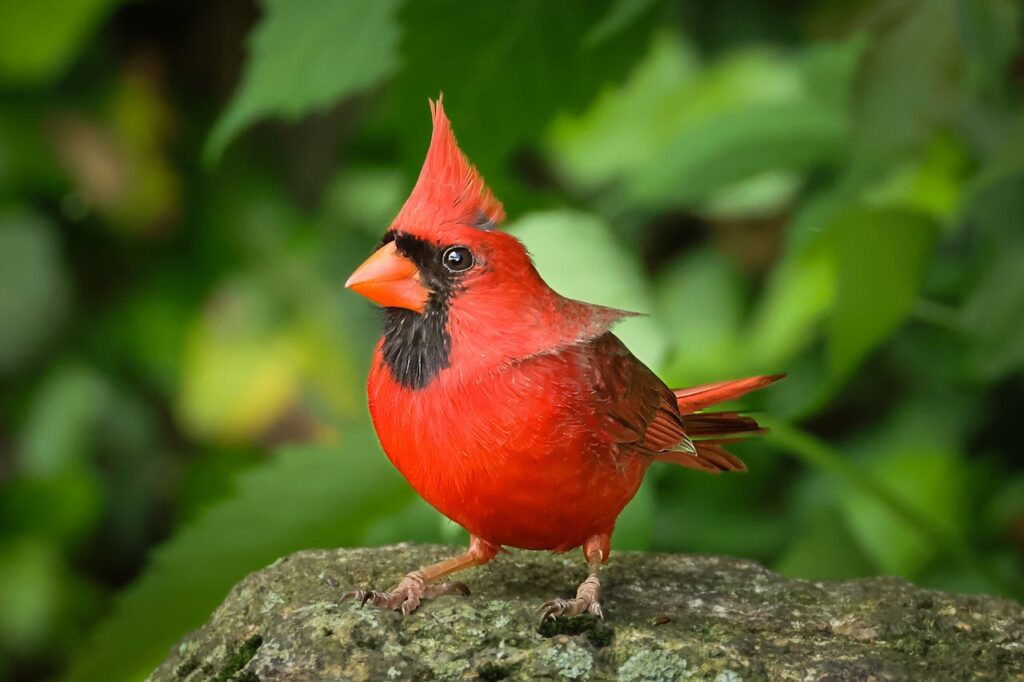 northern cardinal
