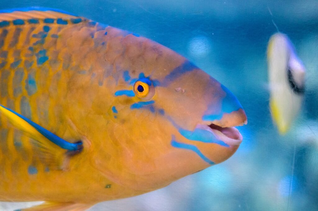 Parrotfish