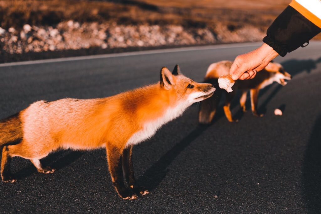 Fox Diet