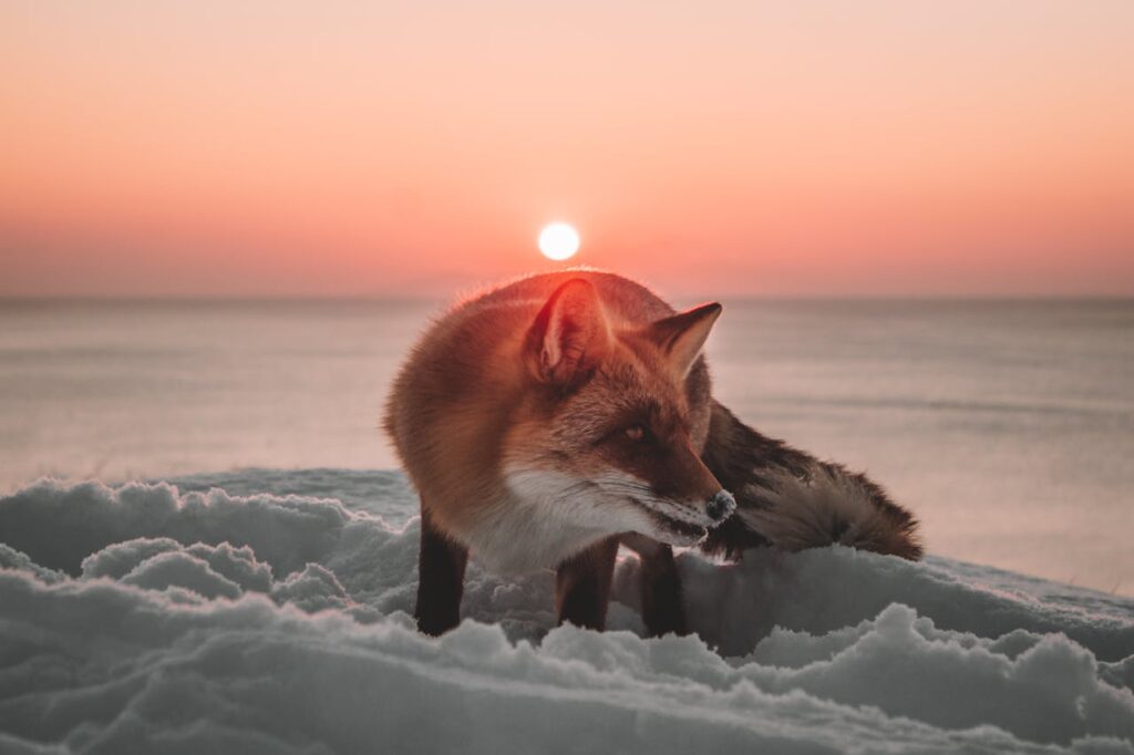Sakhalin Fox