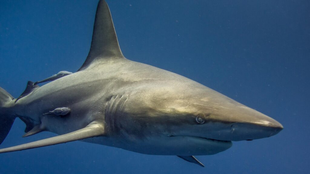 shark