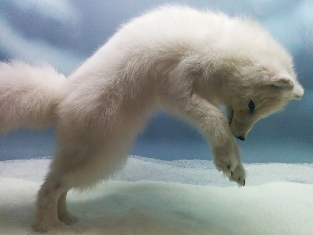arctic fox