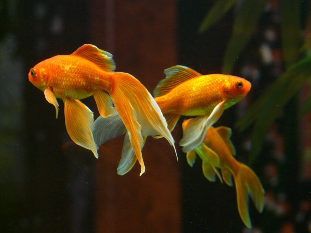 goldfish