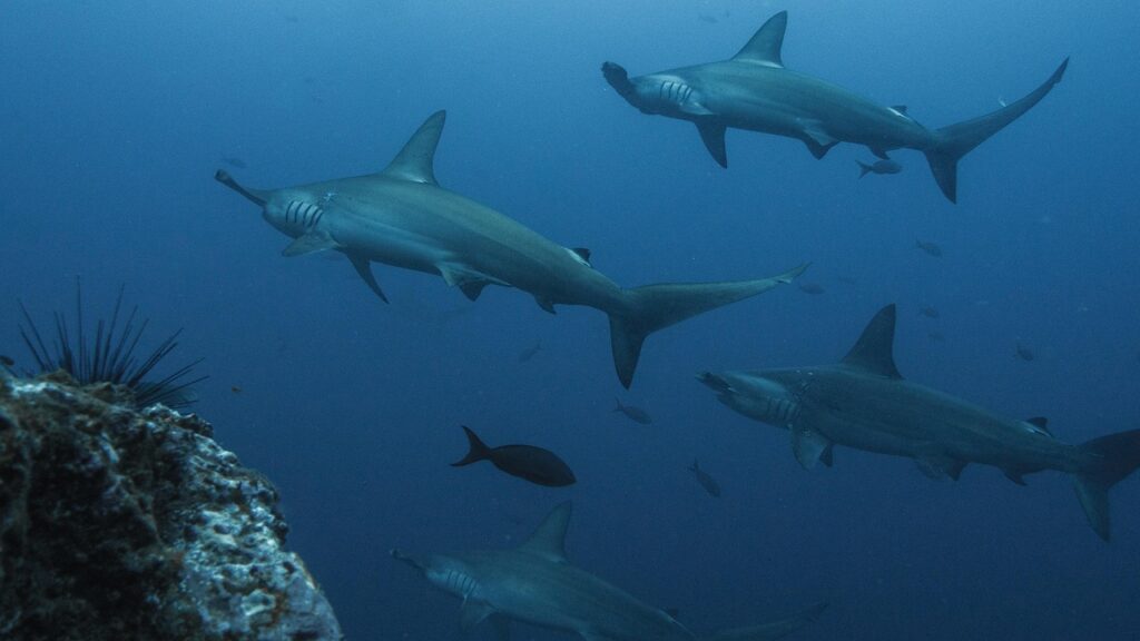 FACTS ABOUT SHARKS