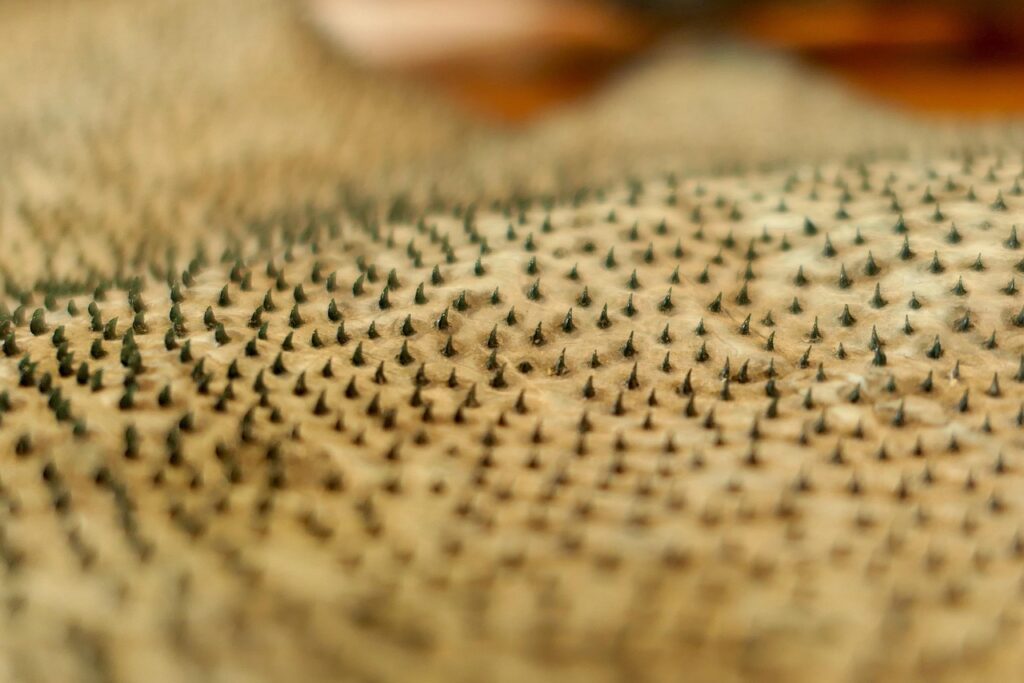 Dermal Denticles