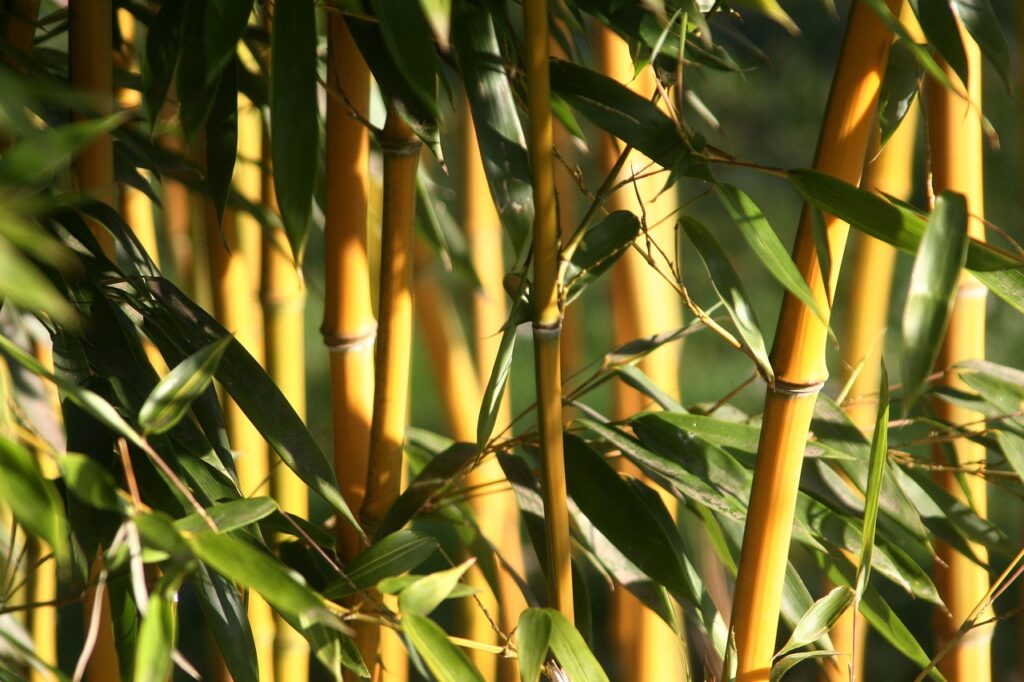 bamboo
