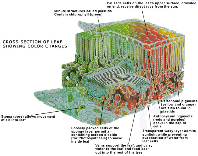 parts of a plant