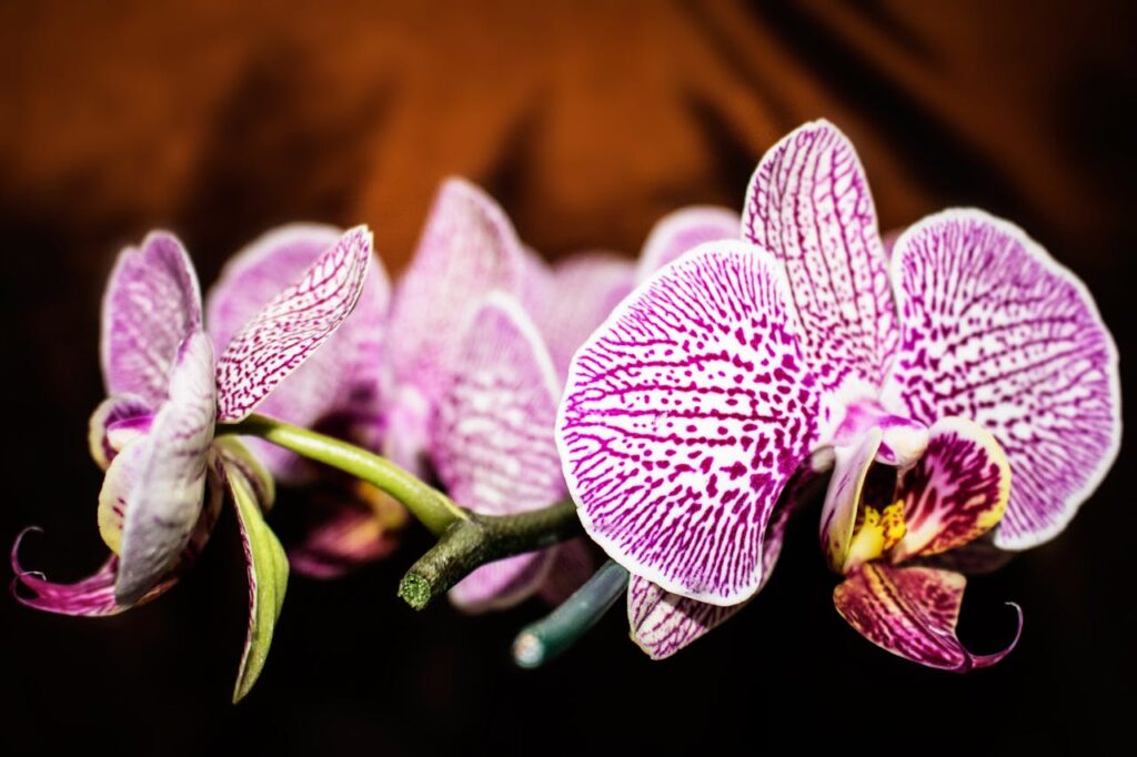 Moth Orchid