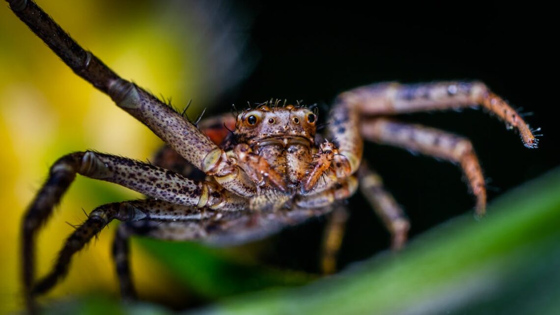 Brown Spider