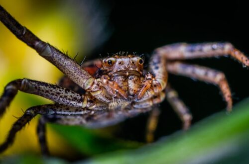 Brown Spider