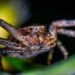Brown Spider