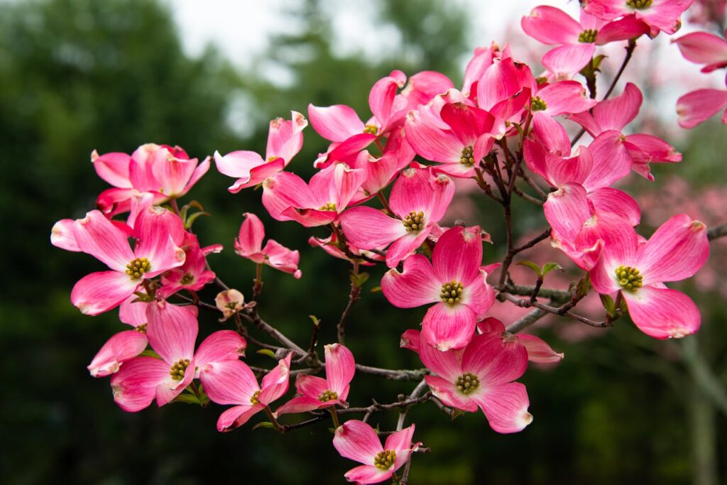 Flowering Dogwood