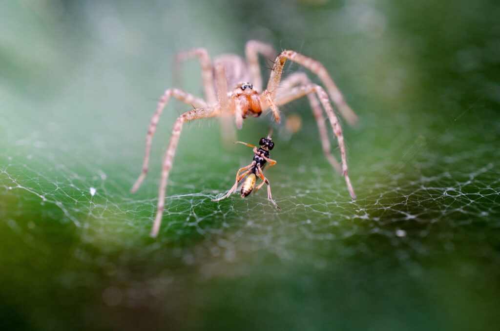 spider facts