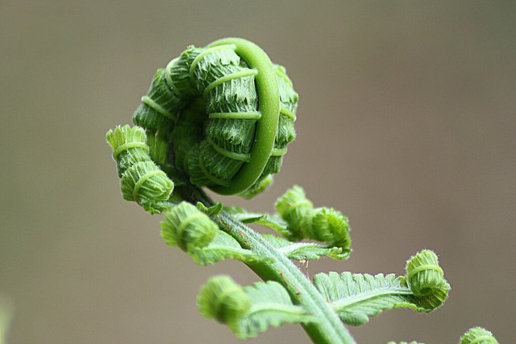 ferns