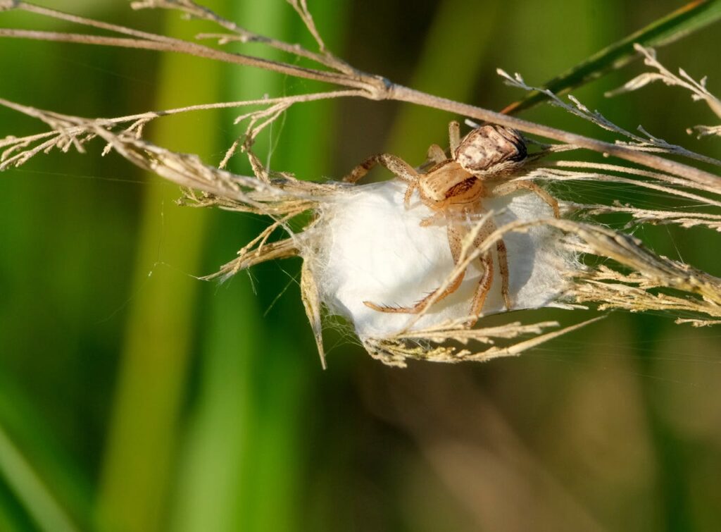 Arachnida