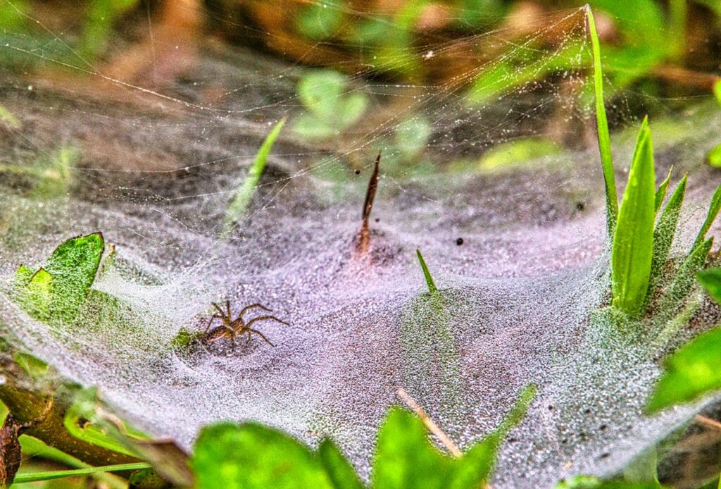 Spider Silk