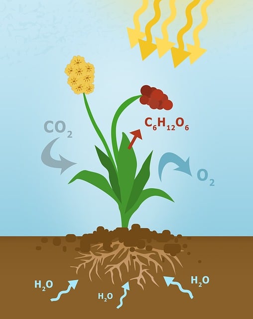 photosynthesis
