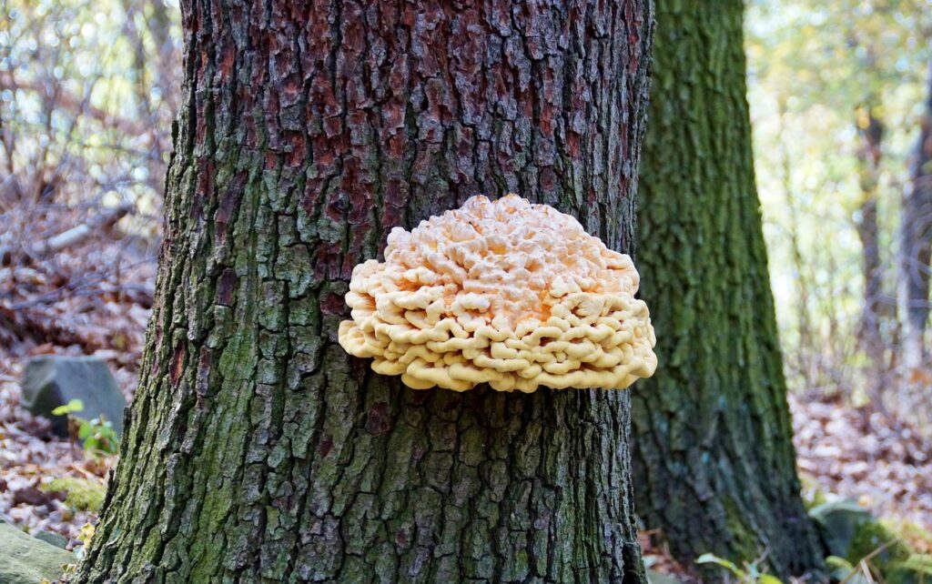 polypore