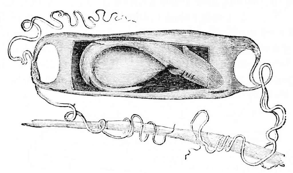 mermaid’s purses