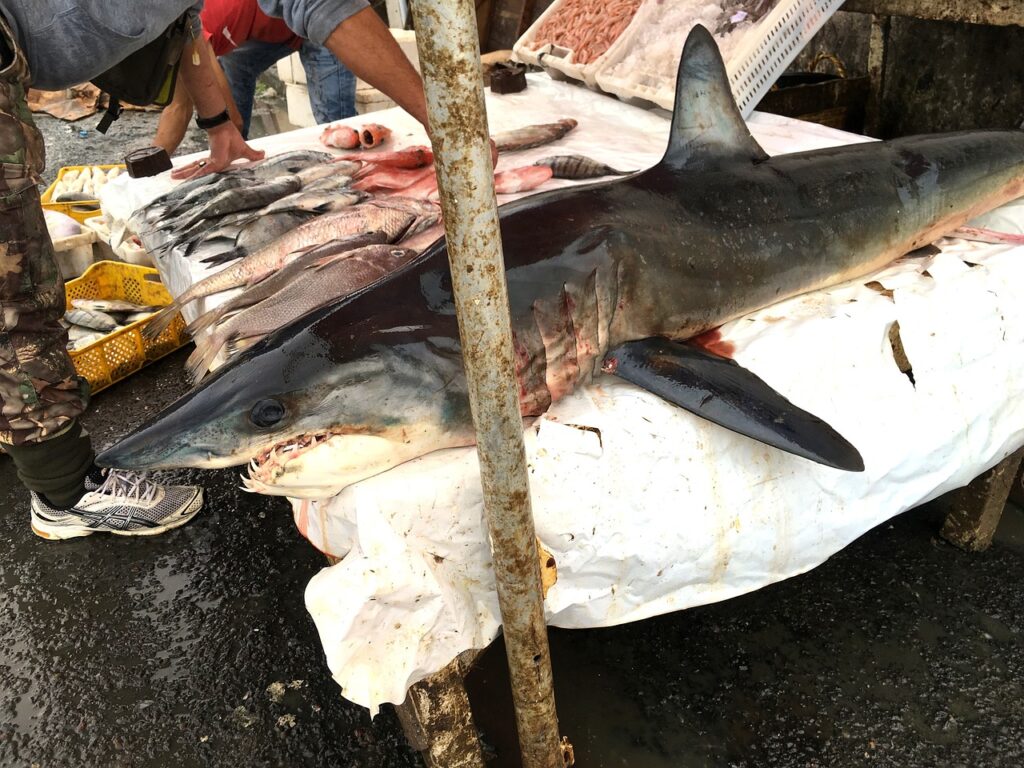 Protecting Sharks