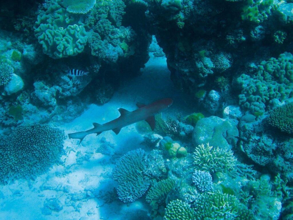 marine ecosystems