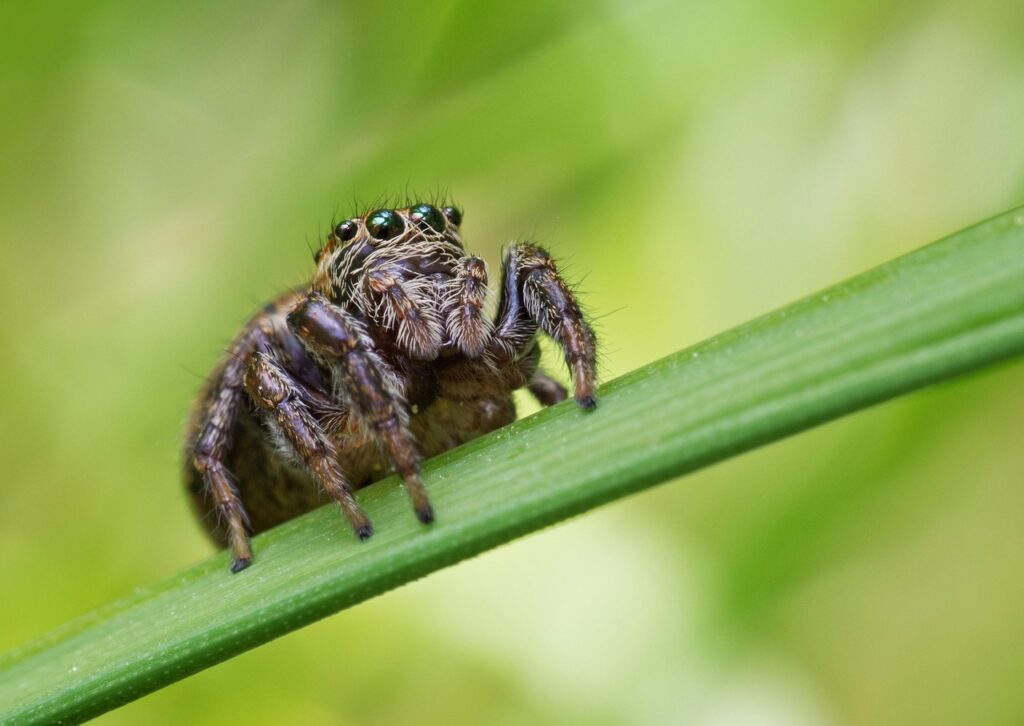 jumping spiders