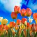 plantae