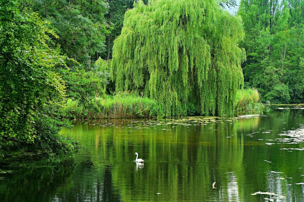 weeping willow