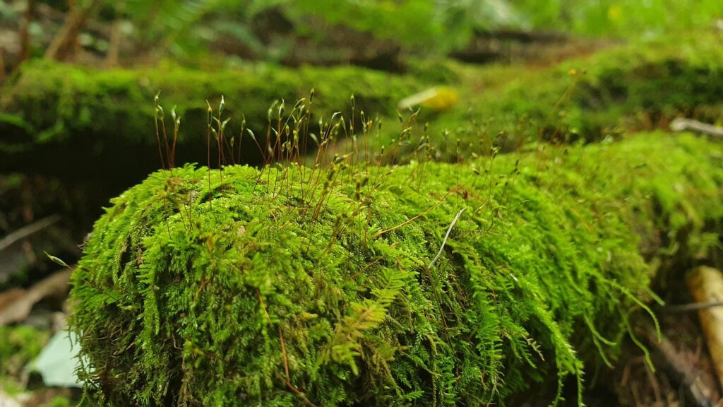 facts about plantae