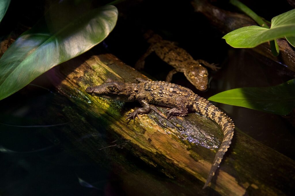 baby crocodiles