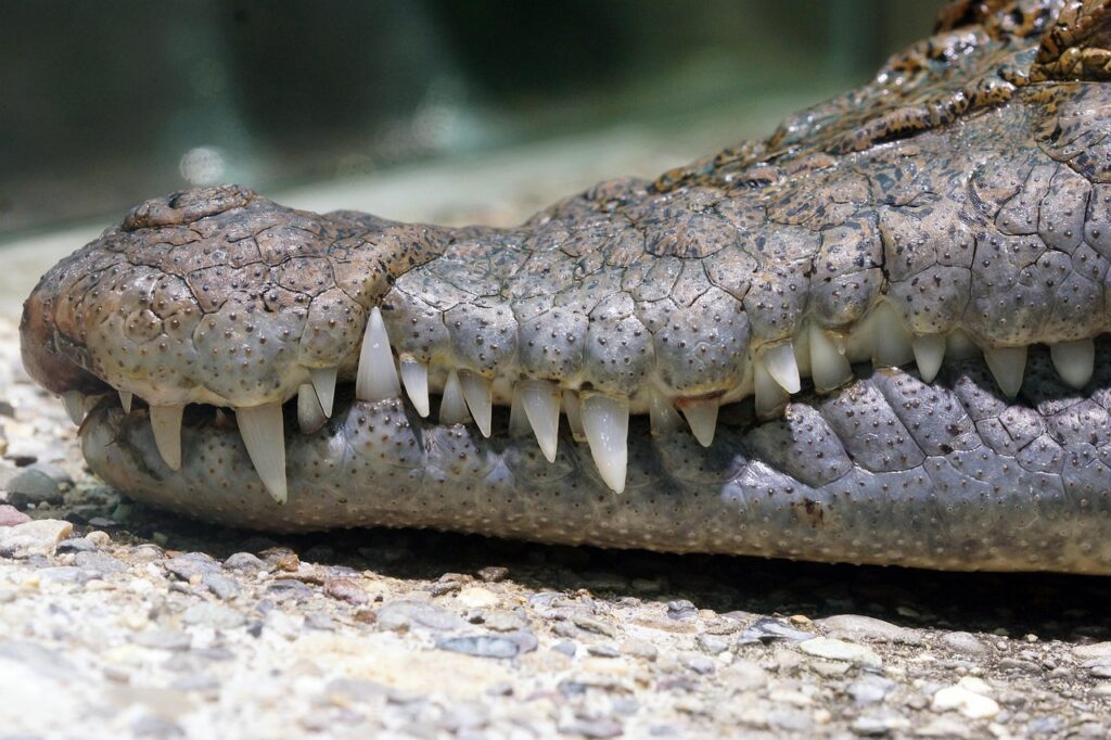 facts about crocodiles