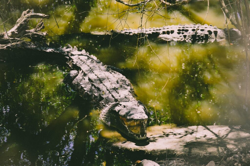 crocodile territory
