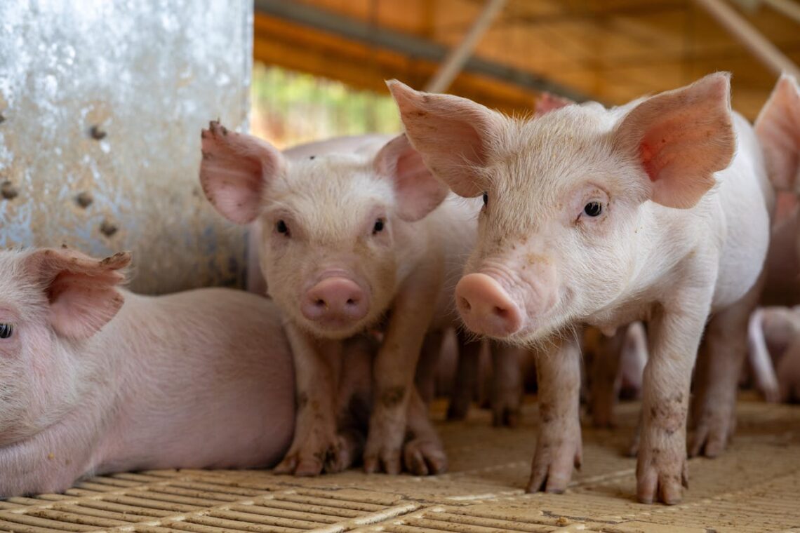 Piglets