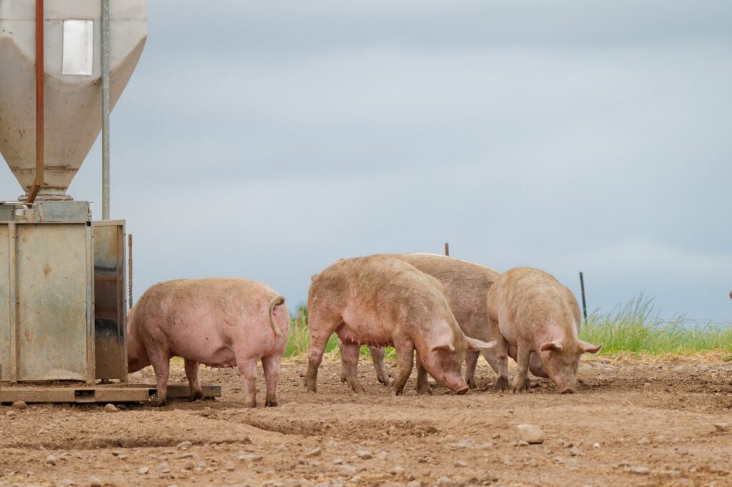 pig farm