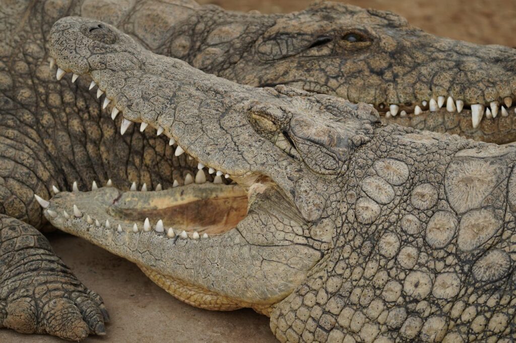 saltwater crocodiles