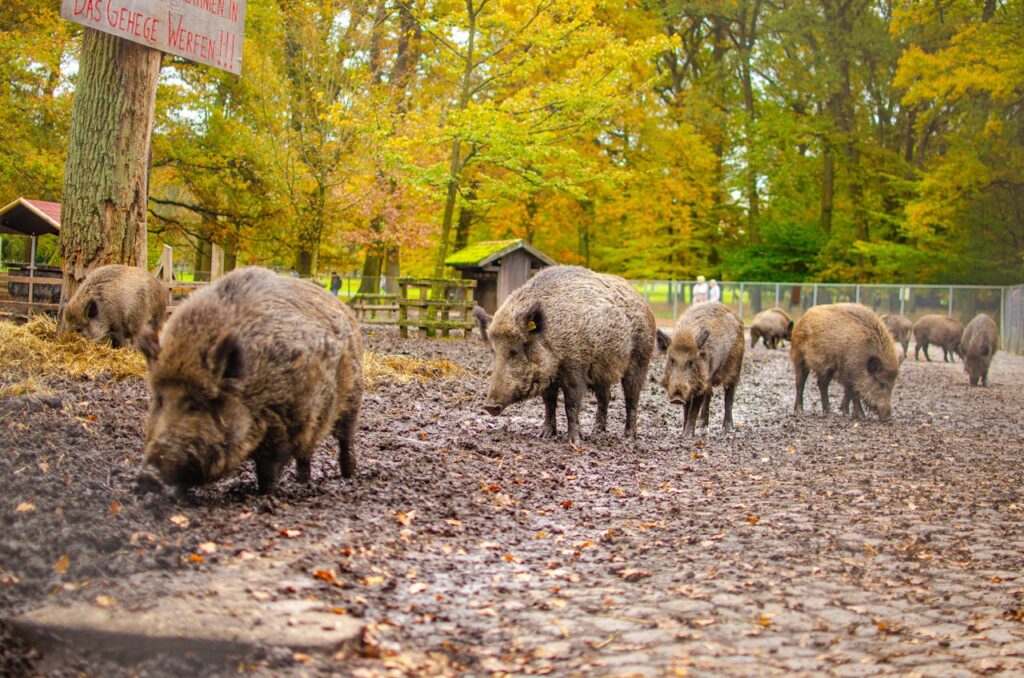 Wild Boars