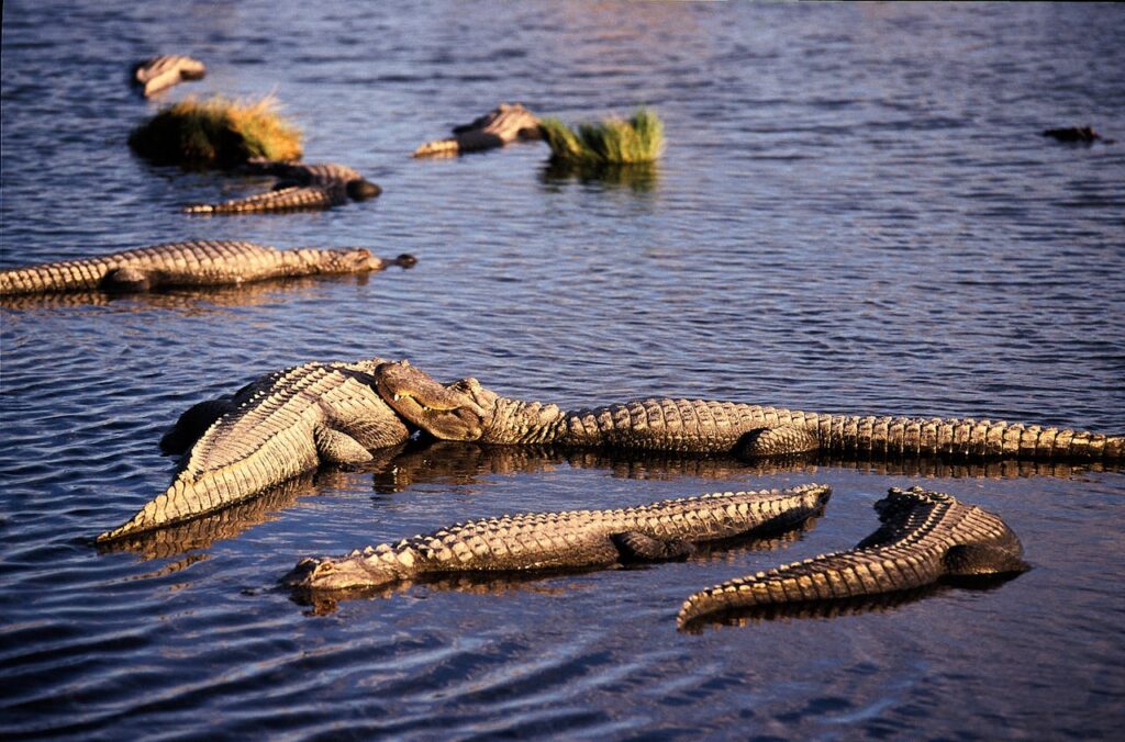 cold-blooded reptiles