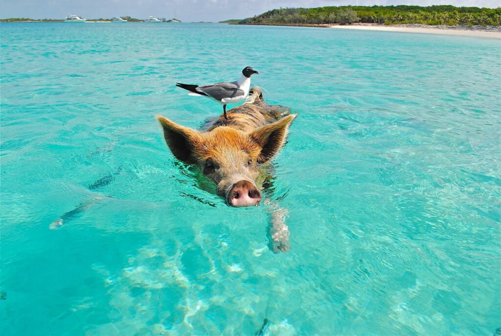 Pig Swimming 