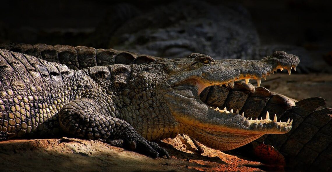 crocodiles