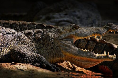 crocodiles